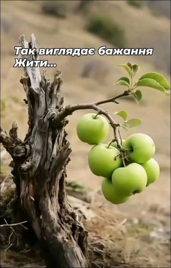 Так виглядає бажання ЖИТИ...