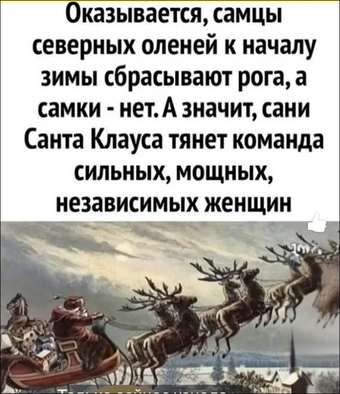 Оказывается, самцы северных оленей к началу зимы сбрасывают рога, а самки - нет. А значит, сани Санта Клауса тянут команда сильных, мощных, независимых женщин