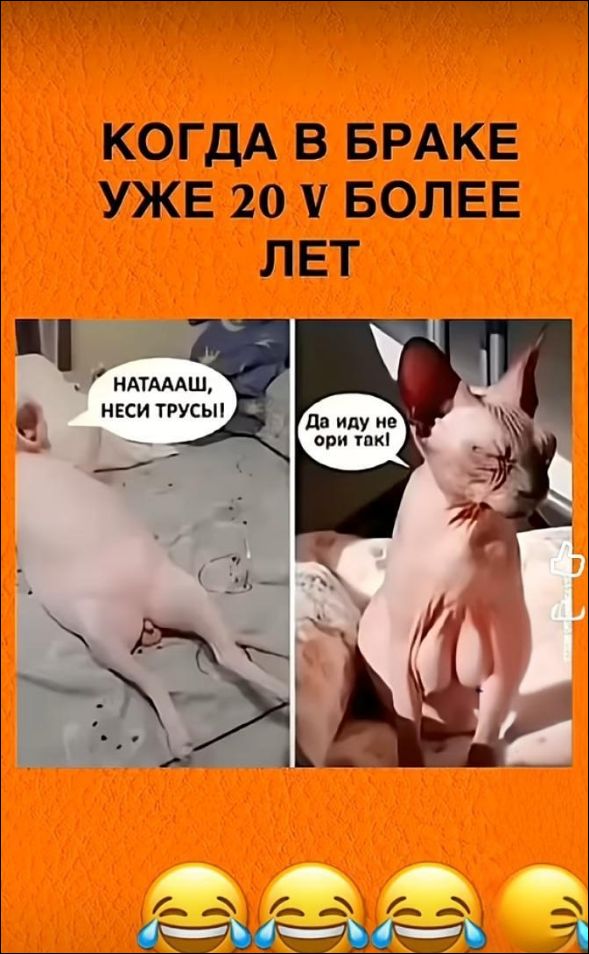 КОГДА В БРАКЕ УЖЕ 20 В БОЛЕЕ ЛЕТ
НАТАААШ, НЕСИ ТРУСЫ!
Да иду не ори так!