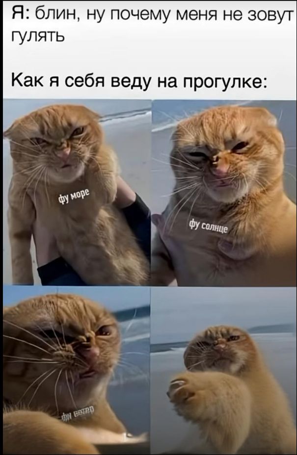 Я: блин, ну почему меня не зовут гулять
Как я себя веду на прогулке:
фу море
фу солнце
фу ветер
фу берег