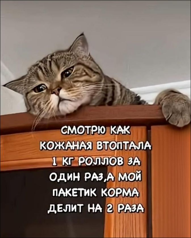Смотрю как кожаная втпталa 1 кг роллов за один раз, а мой пакетик корма делит на 2 раза