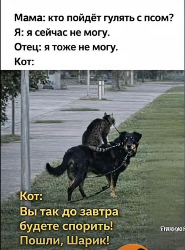 Мама: кто пойдёт гулять с псом?\nЯ: я сейчас не могу.\nОтец: я тоже не могу.\nКот:\nКот: Вы так до завтра будете спорить! Пошли, Шарик!