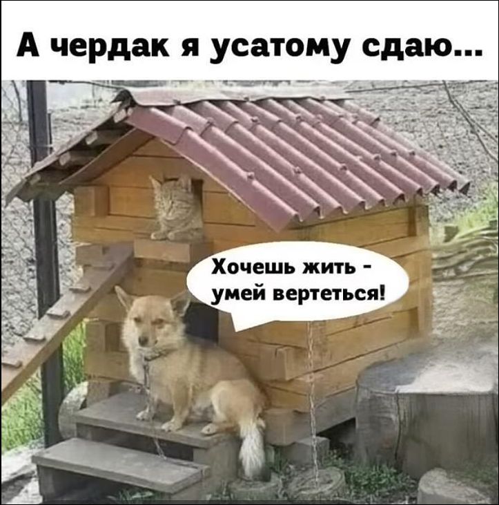 А чердак я усатому сдаю... Хочешь жить - умей вертеться!