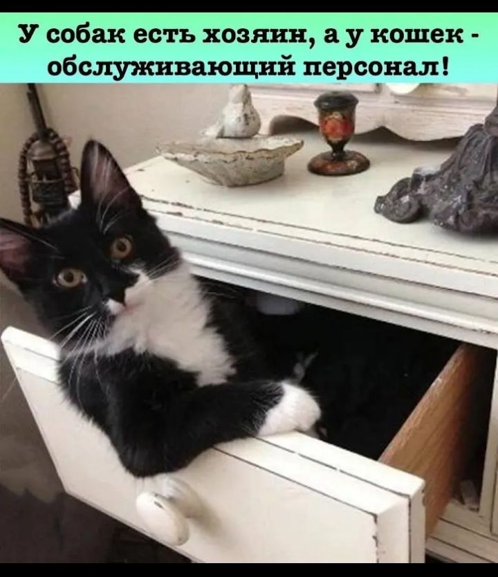У собак есть хозяин, а у кошек - обслуживающий персонал!