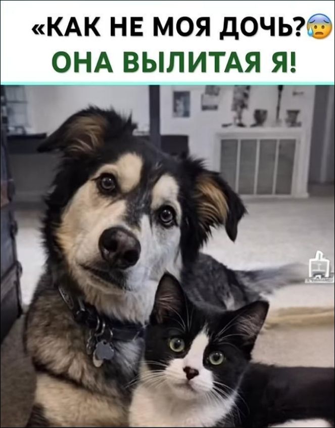 «КАК НЕ МОЯ ДОЧЬ? ОНА ВЫЛИТАЯ Я!»