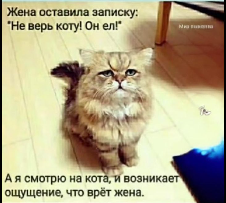 Жена оставила записку: 'Не верь коту! Он ел!'\nА я смотрю на кота, и возникает ощущение, что врет жена.