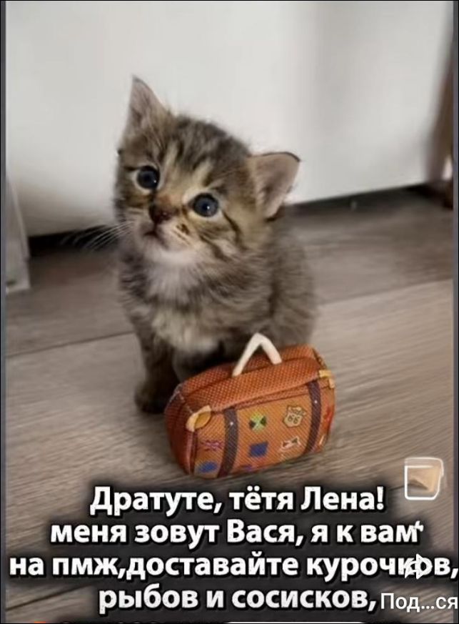 Дратуйте, тётя Лена! меня зовут Вася, я к вам на пмж, доставляйте курочков, рыбов и сосисков