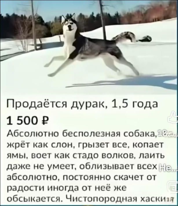 Продаётся дурак, 1,5 года 1 500 ₽ Абсолютно бесполезная собака, жрёт как слон, грызет всё, копает ямы, воет как стадо волков, лаёт даже не умеет, облизивает всех. Не абсолютно, постоянно скачет от радости, иногда от неё же обсыкается. Чистопородная хаски
