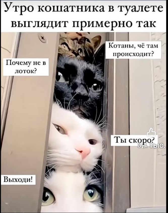 Утро кошатника в туалете выглядит примерно так. Почему не в лоток? Котаны, чё там происходит? Ты скоро 3 тыс. Выходи!