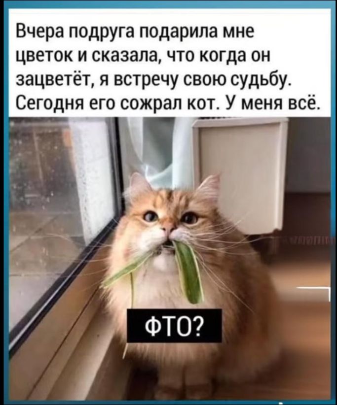 Вчера подруга подарила мне цветок и сказала, что когда он зацветёт, я встречу свою судьбу. Сегодня его съедал кот. У меня всё. ФТО?