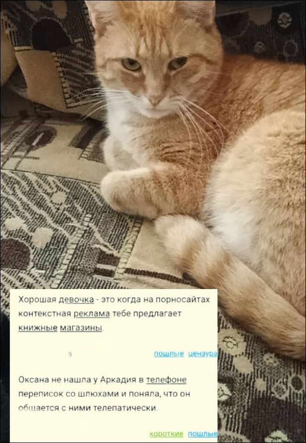 Хорошая девочка - это когда на порнонаситax контекстная реклама тебе предлагает книжные магазины. Оксана не нашла у Аркадия в телефоне переписок со шлюхами и поняла, что он общается с ними телепатически.