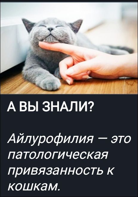 А ВЫ ЗНАЛИ? Айлурофилия — это патологическая привязанность к кошкам.