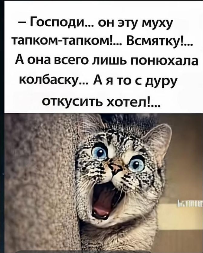— Господи... он эту мушку тапком-тапком!... Всмятку!... А она всего лишь понюхала колбаску... А я то с дурa откусить хотел!...