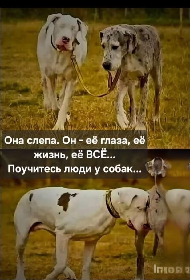 Она слепа. Он - её глаза, её жизнь, её ВСЁ... Поучитесь люди у собак...