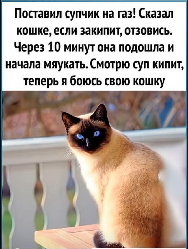 Поставил супчик на газ! Сказал кошке, если закипит, отзовись. Через 10 минут она подошла и начала мяукать. Смотрю суп кипит, теперь я боюсь свою кошку