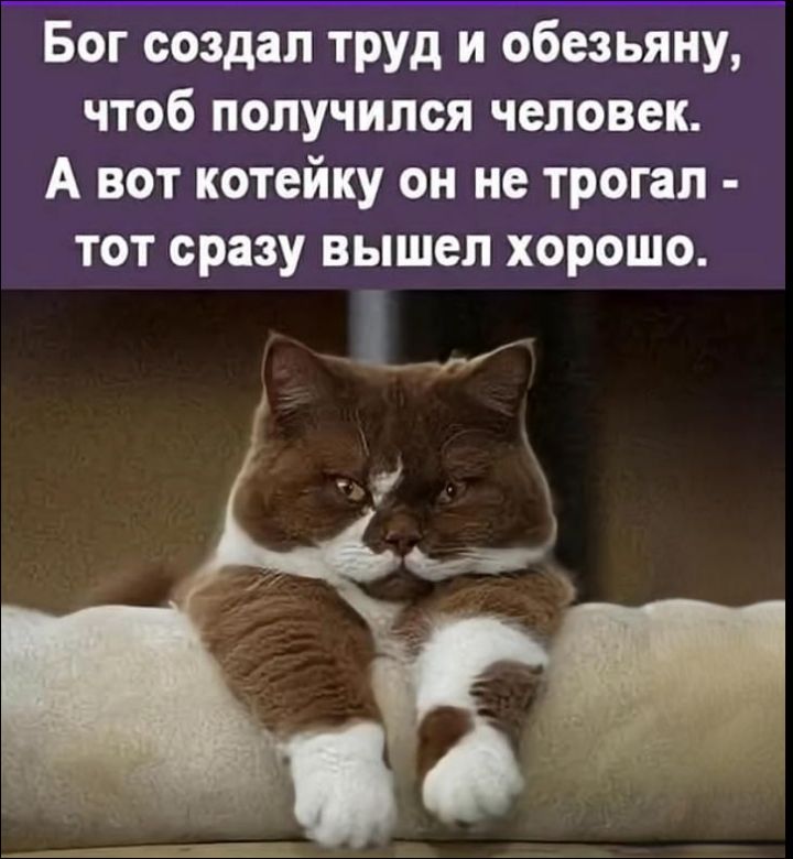 Бог создал труд и обезьяну, чтобы получился человек. А вот котейку он не трогал - тот сразу вышел хорошо.