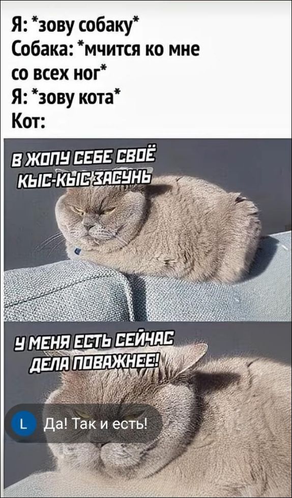 Я: *зову собаку* Собака: *мчится ко мне со всех ног* Я: *зову кота* Кот:
В ЖОПУ СЕБЕ СВОЁ КЫС-КЫС ЗАСУНЬ
У МЕНЯ ЕСТЬ СЕЙЧАС ДЕЛА ПОВАЖНЕЕ!
Да! Так и есть!