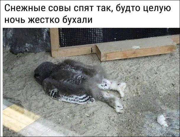 Снежные совы спят так, будто целую ночь жестко бухали