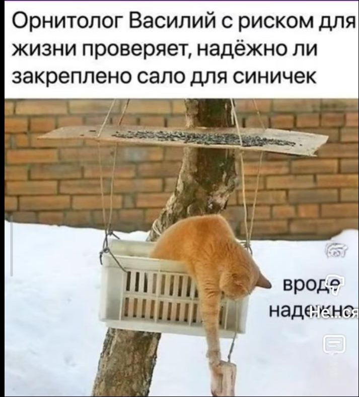 Орнитолог Василий с риском для жизни проверяет, надёжно ли закреплено сало для синичек