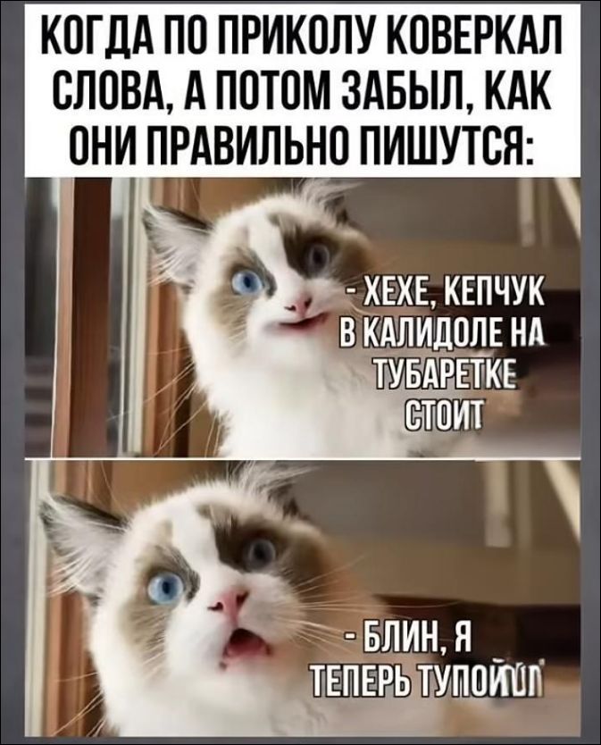 КОГДА ПО ПРИКОЛУ КОВЕРКАЛ СЛОВА, А ПОТОМ ЗАБЫЛ, КАК ОНИ ПРАВИЛЬНО ПИШУТСЯ:
- ХЕХЕ, КЕПЧУК В КАЛИДОЛЕ НА ТУБАРЕТКЕ СТОИТ
- БЛИН, Я ТЕПЕРЬ ТУПОЙ
