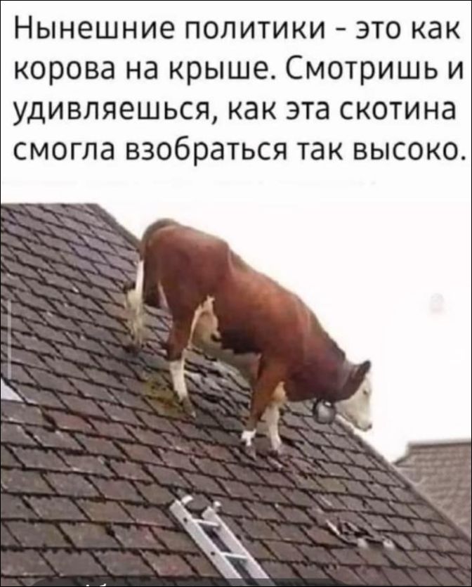 Нынешние политики - это как корова на крыше. Смотришь и удивляешься, как эта скотина смогла взобраться так высоко.