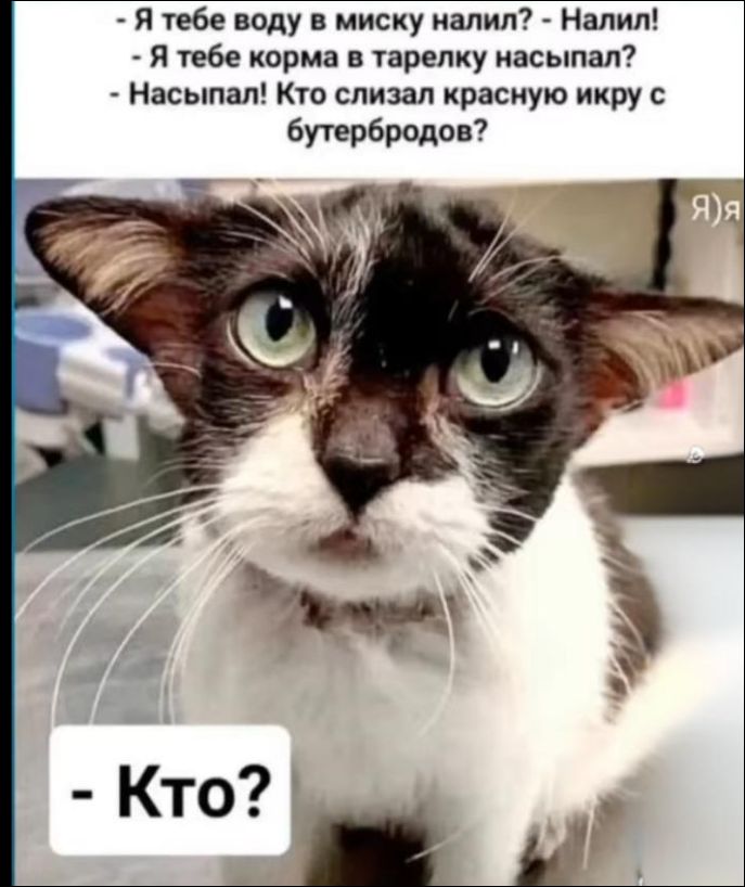 - Я тебе воду в миску налил? - Налил!\n- Я тебе корма в тарелку насыпал?\n- Насыпал! Кто слизал красную икру с бутербродов?\n- - Кто?
