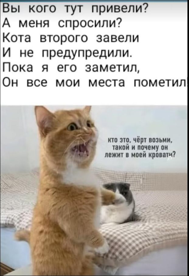 Вы кого тут привели? А меня спросили? Кота второго завели И не предупредили. Пока я его заметил, Он все мои места пометил