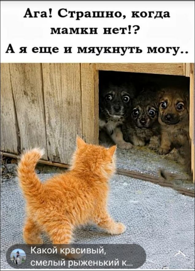 Ага! Страшно, когда мамкн нет!? А я еще и мяукнуть могу.. Какой красивый, смелый рыжен/*кий к...