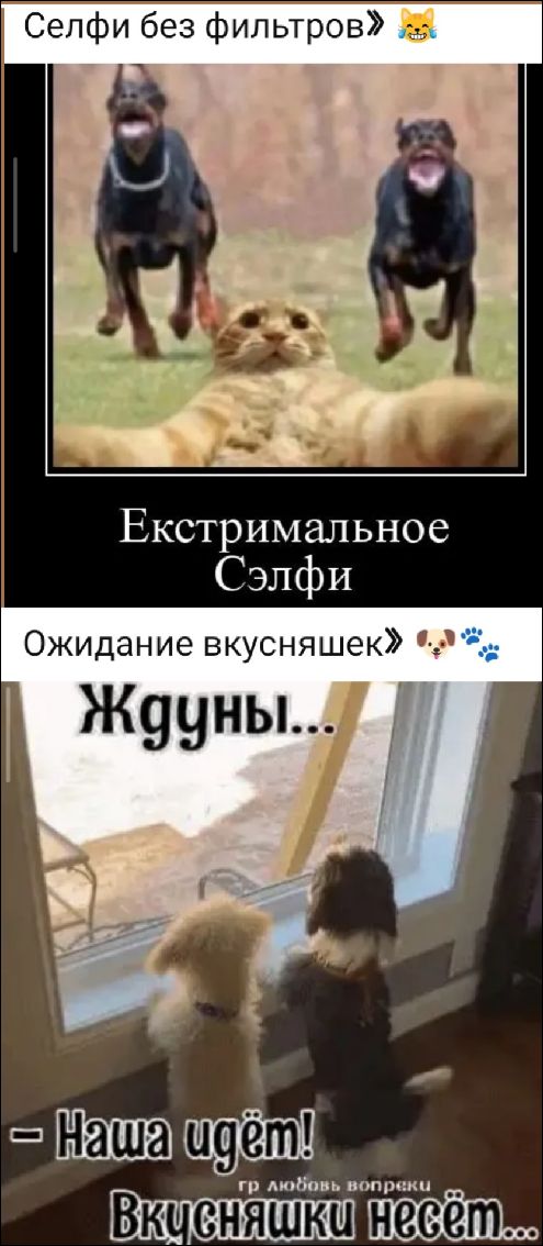 Селфи без фильтров. Экстримальное Сэлфи. Ожидание вкусняшек. Ждyны... Наша идёт! Вкусняшки несёт.