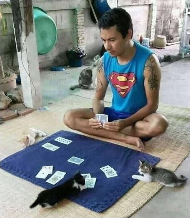 Мужчина в футболке с логотипом Супермена играет в карты с двумя котами на коврике.
