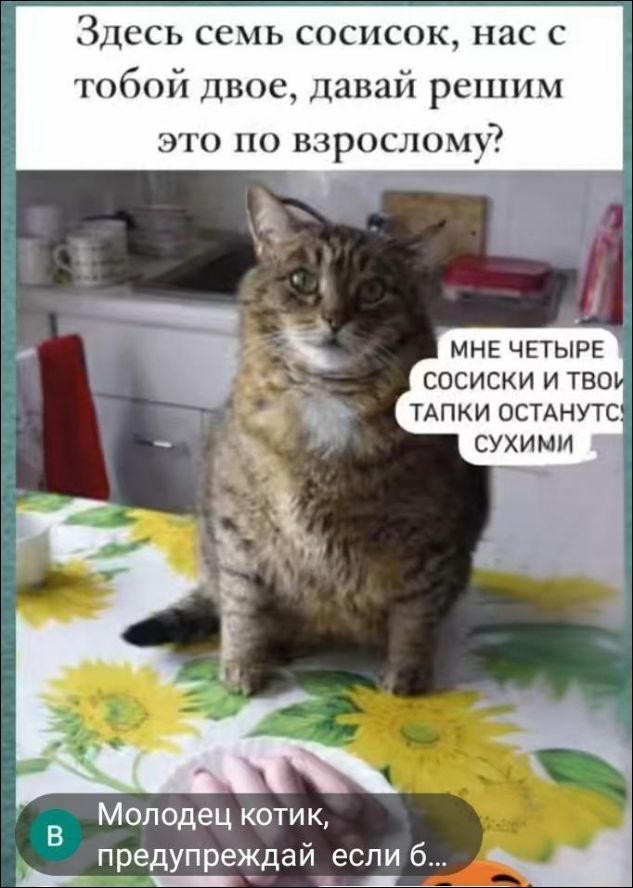 Здесь семь сосисок, нас с тобой двое, давай решим это по взрослому? МНЕ ЧЕТЫРЕ СОСИСКИ И ТВОИ ТАПКИ ОСТАНУТСЯ СУХИМИ. Молодец котик, предупреждай если бы...