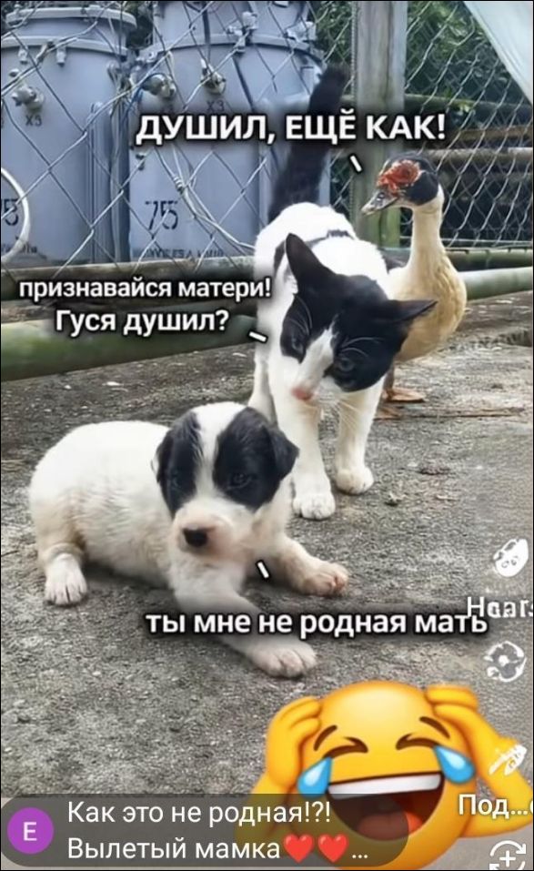 Душил, ещё как! признавайся матери! Гуся душил? ты мне не родная мать