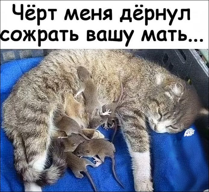 Чёрт меня дёрнул сожрать вашу мать...