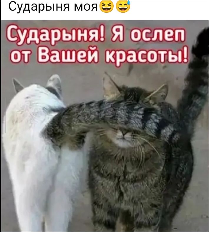 Сударыня моя\nСударыня! Я ослеп от Вашей красоты!