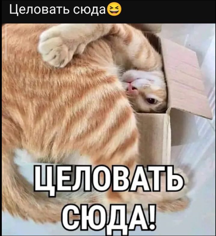 Целовать сюда😆
ЦЕЛОВАТЬ СЮДА!