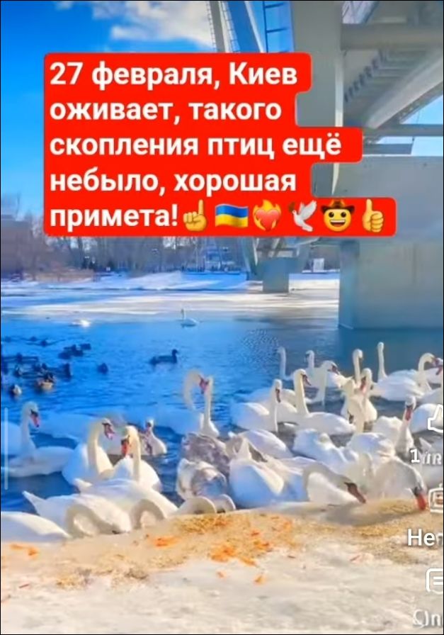 27 февраля, Киев оживает, такого скопления птиц ещё небыло, хорошая примета! ✌️🇺🇦🔥🫶