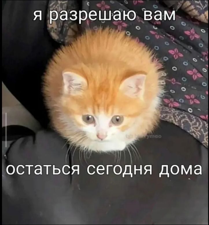 Я разрешаю вам остаться сегодня дома