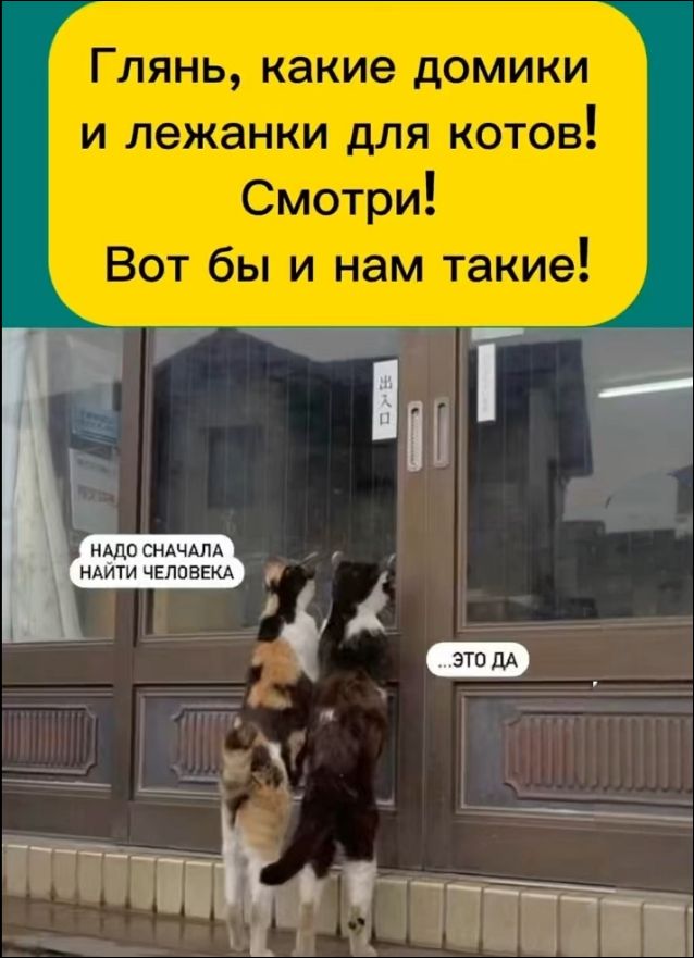 Глянь, какие домики и лежанки для котов! Смотри! Вот бы и нам такие! Надо сначала найти человека … это да