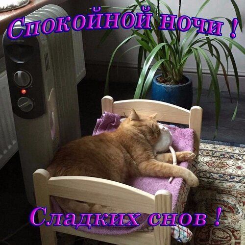 Спокойной ночи! Сладких снов!
