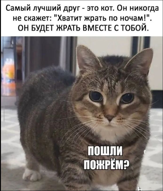 Самый лучший друг - это кот. Он никогда не скажет: 