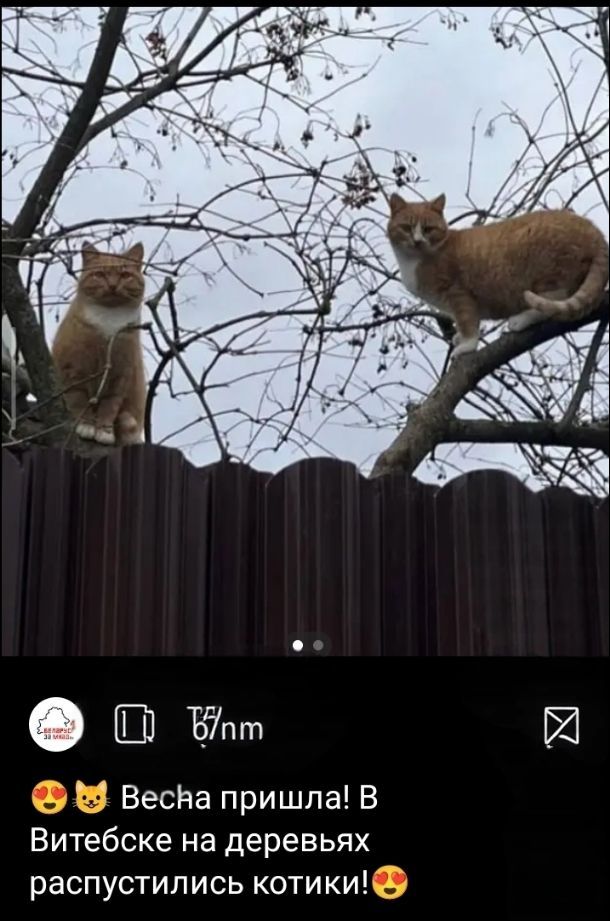 🐱🐱 Весна пришла! В Витебске на деревьях распустились котики! 😻