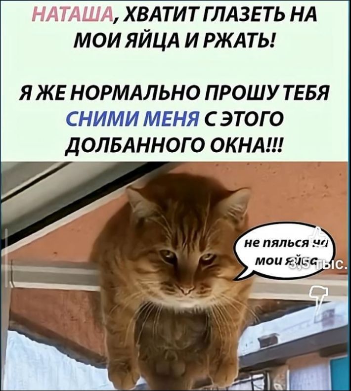 НАТАША, ХВАТИТ ГЛАЗЕТЬ НА МОИ ЯЙЦА И РЖАТЬ! Я ЖЕ НОРМАЛЬНО ПРОШУ ТЕБЯ СНИМИ МЕНЯ С ЭТОГО ДОЛБАННОГО ОКНА!!!