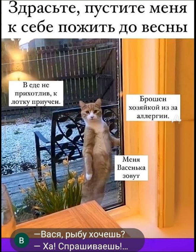 Здравствуйте, пустите меня к себе пожить до весны
В саде не прихотнич, к лотку приучен.
Брошен хозяйнёй из-за аллергии.
Меня Васенька зовут
— Вася, рыбу хочешь?
— Ха! Спрашиваешь!…