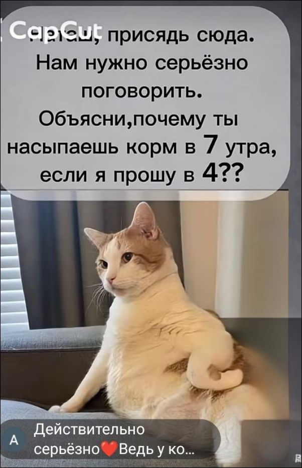 Сарит, присядь сюда. Нам нужно серьёзно поговорить. Объясни, почему ты насыпаешь корм в 7 утра, если я прошу в 4?? Действительно серьёзно ❤️ Ведь у ко...