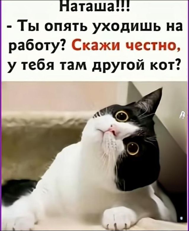 Наташа!!! - Ты опять уходишь на работу? Скажи честно, у тебя там другой кот?