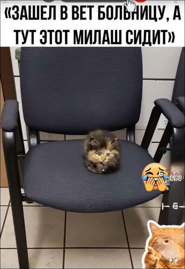 «ЗАШЕЛ В ВЕТ БОЛЬНИЦУ, А ТУТ ЭТОТ МИЛАШ СИДИТ»