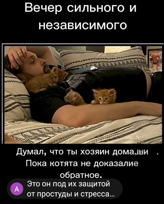 Вечер сильного и независимого
Думал, что ты хозяин дома
Пока котята не доказали обратное
Это он под их защитой от простуды и стресса...