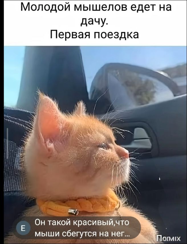 Молодой мышелов едет на дачу. Первая поездка
Он такой красивый, что мыши сбегутся на него...