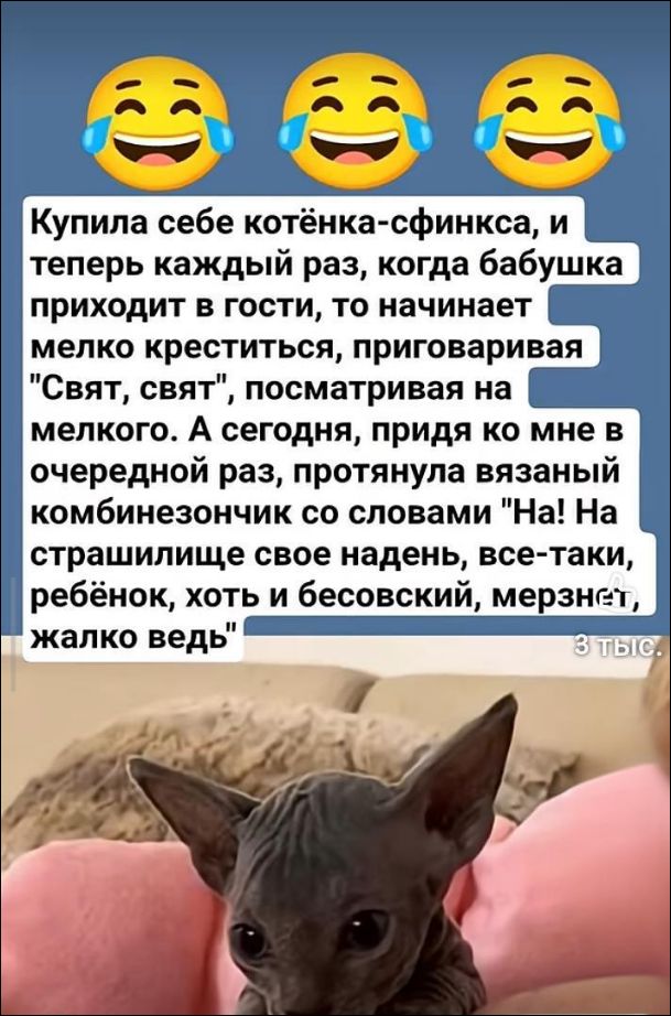 Купила себе котёнка-сфинкса, и теперь каждый раз, когда бабушка приходит в гости, то начинает мелко креститься, приговаривая 