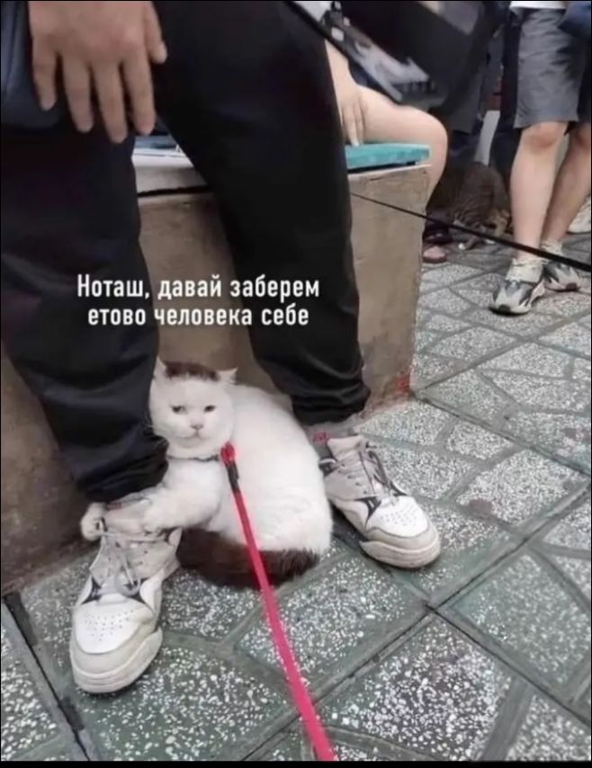 Нотащ, давай заберем этого человека себе